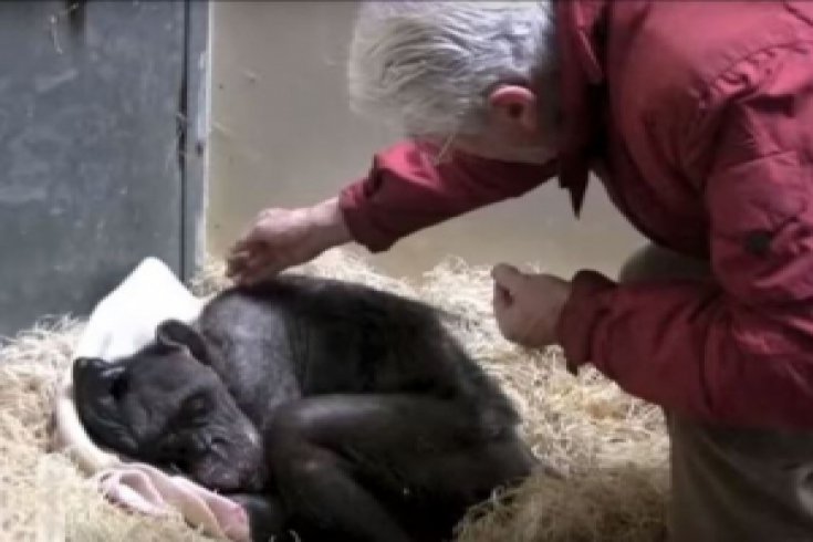 Ölüm döşeğindeki şempanzenin 45 yıllık bakıcısıyla duygusal buluşması