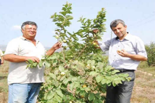 Silifke'de Guava Meyvesi Yetiştirildi