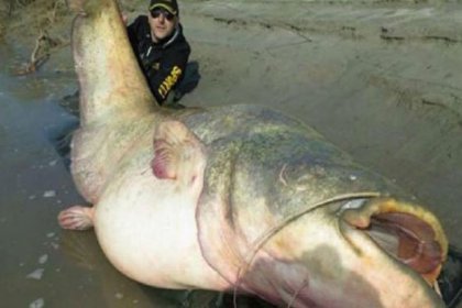 127 kiloluk yayın balığı şaşırttı