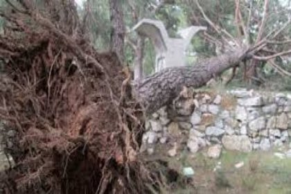 Kastamonu'da şiddetli fırtına ağaçları devirdi