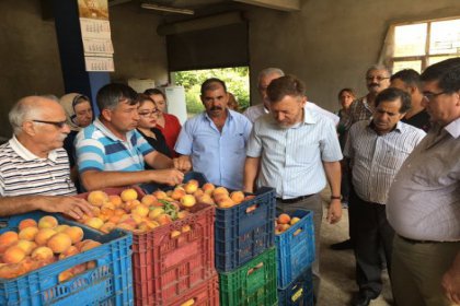 CHP'li Atıcı: Şeftali üreticileri toplama parasını dahi karşılayamıyor