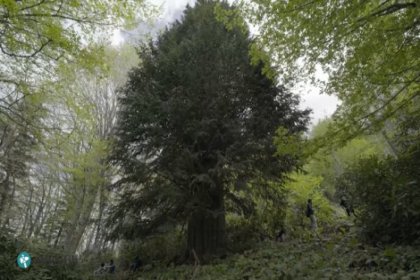 Zonguldak’ta 4112 yaşında Porsuk ağacı bulundu