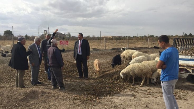 300 koyun projesi havada kaldı: 121 bin kişinin başvurduğu projeden sadece 7 bin 442 yetiştiriciye onay çıktı