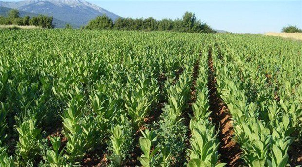 Bakliyat ekim alanı yüzde 65 azaldı