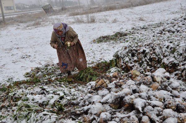 Çiftçi özelleştirilen fabrikalara teslim edemedi, pancarlar tarlada karın altında kaldı