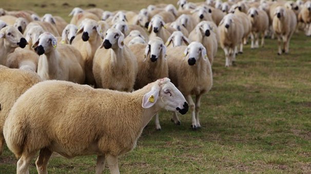 Uzmanlardan '300 koyun' uyarısı: Temkinli olun, elinizdekileri de kaybedebilirsiniz