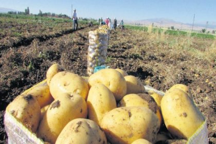 Afrin'den ithal edilen 4 bin ton patatesin tohumları Türkiye'den