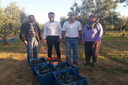 Afrin’den zeytin alan Marmarabirlik, çiftçiye sırtını döndü