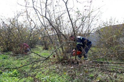 Fiyata tepki gösterdi, fındık ağaçlarını kesti