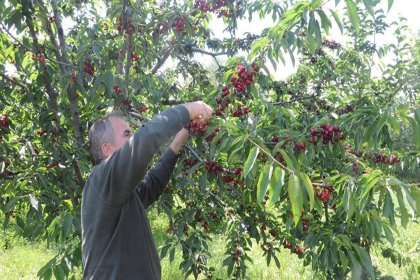 Kirazlar dalında kaldı: Ürün fiyatı düşük, işçi maliyeti yüksek