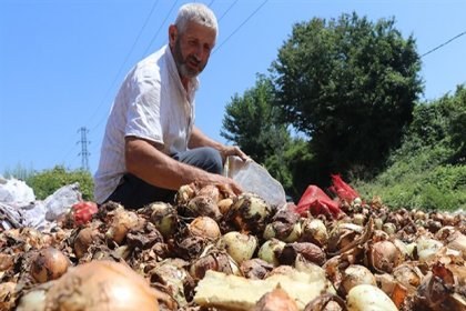 Melen Çayı'na dökülen soğanları topladılar: Çoğunluğu çürük ama içlerinde sağlamları da var. Fiyatı pahalı olduğu için topladık