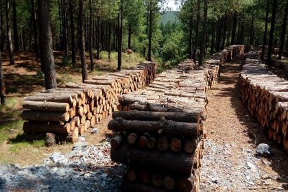 Şirketler istedi AKP yerine getirdi: Dikili ağacı da satabilecekler