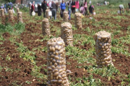 TZOB’dan “patates tüketelim” çağrısı