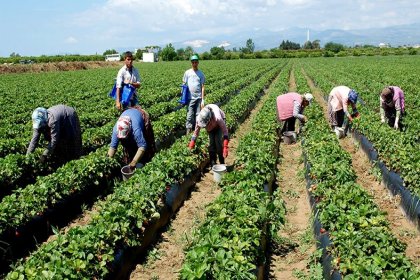 Ziraat Mühendisleri Odası: Tarım sektörü %1.5 küçüldü