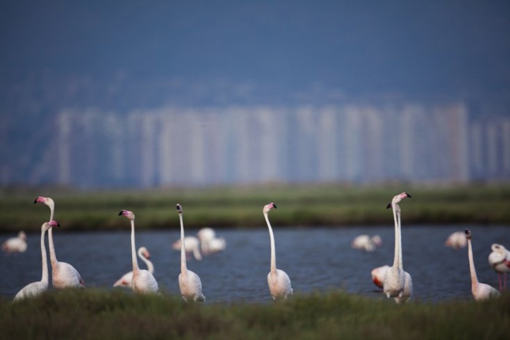 Gediz Delta’sını tehlike altına sokacak karar iptal edildi