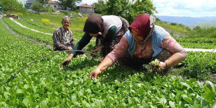 'İthal tütüne uygulanan vergi sıfırlandı, Türk tütünü korumasız kaldı'