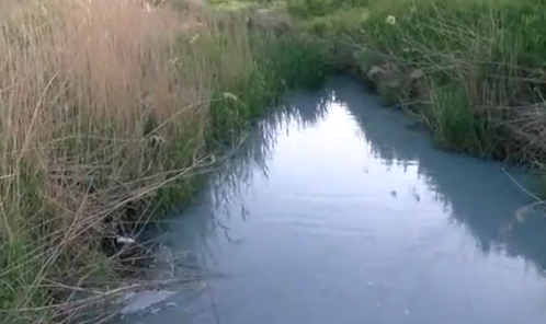 Tekirdağ’da yine çevre katliamı: Kurudere’ye boşaltılan kimyasal atık balıkları telef etti!