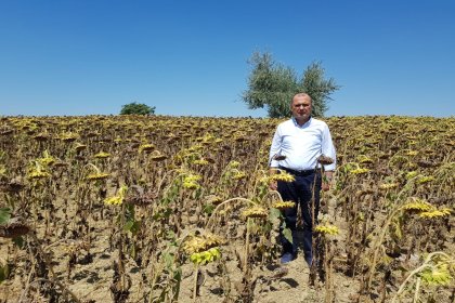 Ayçiçeği alım fiyatına CHP'li Aygun'dan tepki