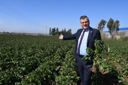 "Hasat başlarken sıfır gümrük vergili patates ithal edilemez"