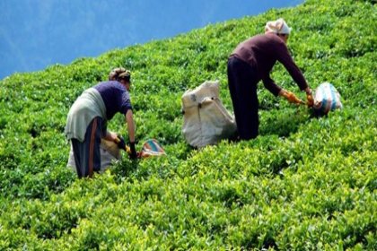 Yaş çay alım fiyatı açıklandı