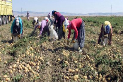 'Soğan, patates ve limon üreticisi sıkıntıda'