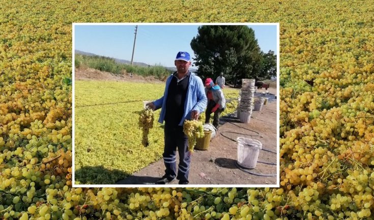 Manisa'da Ziraat odalarının kuru üzüm fiyat beklentisi 16,5 lira