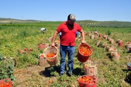 Ziraat Odaları Birliği uyardı: Gıda krizi kapıda