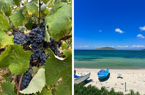 Avşa Adası, Ada Karası Üzüm Hasadı ve Etkinlikleri 13-14-15 Eylül'de yapılacak