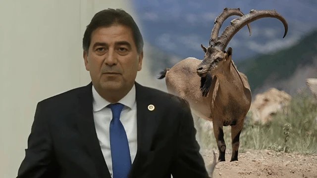 İYİ Parti Milletvekili Ünal Karaman ile 3 kişiye Tunceli'de koruma altında bulunan yaban keçisini avladıkları için ceza kesildi