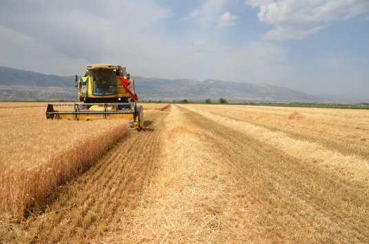 Tarım ürünleri üretici fiyat endeksi (Tarım-ÜFE) yıllık %41,07 arttı, aylık %1,74 azaldı