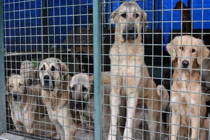 AYM, sokak hayvanları düzenlemesini esastan görüşecek