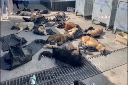 Gebze'de şüpheli köpek ölümleri