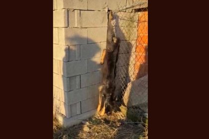 Mamak Belediyesi Hayvan barınağında köpeklerin parçalanmış cesetleri medyada yankı uyandırdı; valilik inceleme başlattı!